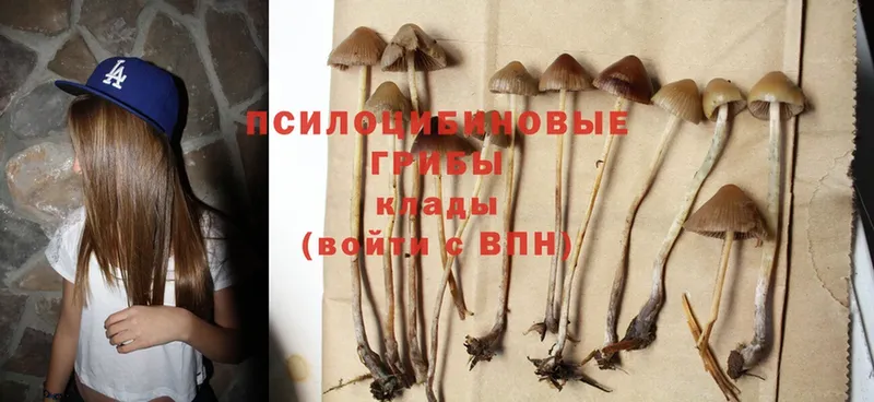 Псилоцибиновые грибы MAGIC MUSHROOMS  как найти   Рязань 